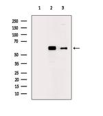 Phospho-Fyn (Tyr531) Antibody in Western Blot (WB)