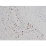 Phospho-Fyn (Tyr531) Antibody in Immunohistochemistry (Paraffin) (IHC (P))