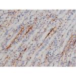 Phospho-NPM1 (Thr199) Antibody in Immunohistochemistry (Paraffin) (IHC (P))