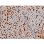 Phospho-NPM1 (Thr199) Antibody in Immunohistochemistry (Paraffin) (IHC (P))