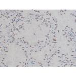 Phospho-NPM1 (Thr199) Antibody in Immunohistochemistry (Paraffin) (IHC (P))