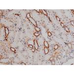 Phospho-NPM1 (Thr199) Antibody in Immunohistochemistry (Paraffin) (IHC (P))