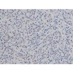 Phospho-NPM1 (Thr199) Antibody in Immunohistochemistry (Paraffin) (IHC (P))