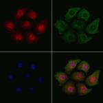 Phospho-SP1 (Thr739) Antibody in Immunocytochemistry (ICC/IF)