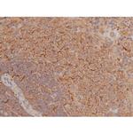 Phospho-SP1 (Thr739) Antibody in Immunohistochemistry (Paraffin) (IHC (P))