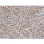 Phospho-SP1 (Thr739) Antibody in Immunohistochemistry (Paraffin) (IHC (P))