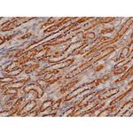 Phospho-SP1 (Thr739) Antibody in Immunohistochemistry (Paraffin) (IHC (P))