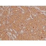 Phospho-SP1 (Thr739) Antibody in Immunohistochemistry (Paraffin) (IHC (P))