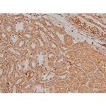 Phospho-SP1 (Thr739) Antibody in Immunohistochemistry (Paraffin) (IHC (P))