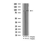 Phospho-SP1 (Thr739) Antibody in Western Blot (WB)