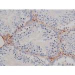 Phospho-HSP90 (Ser255) Antibody in Immunohistochemistry (Paraffin) (IHC (P))