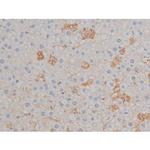 Phospho-HSP90 (Ser255) Antibody in Immunohistochemistry (Paraffin) (IHC (P))