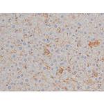 Phospho-HSP90 (Ser255) Antibody in Immunohistochemistry (Paraffin) (IHC (P))