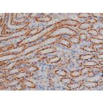 Phospho-HSP90 (Ser255) Antibody in Immunohistochemistry (Paraffin) (IHC (P))