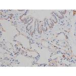 Phospho-HSP90 (Ser255) Antibody in Immunohistochemistry (Paraffin) (IHC (P))