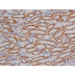 Phospho-HSP90 (Ser255) Antibody in Immunohistochemistry (Paraffin) (IHC (P))