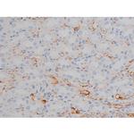 Phospho-HSP90 (Ser255) Antibody in Immunohistochemistry (Paraffin) (IHC (P))