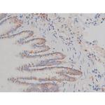 Phospho-HSP90 (Ser255) Antibody in Immunohistochemistry (Paraffin) (IHC (P))