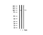 Phospho-HSP90 (Ser255) Antibody in Western Blot (WB)