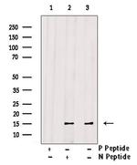 Phospho-Histone H2A (Thr121) Antibody in Western Blot (WB)