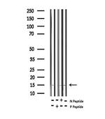 Phospho-Histone H2A (Thr121) Antibody in Western Blot (WB)