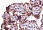 Phospho-FGFR1 (Tyr766) Antibody in Immunohistochemistry (Paraffin) (IHC (P))