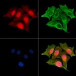 Phospho-SRF (Ser103) Antibody in Immunocytochemistry (ICC/IF)