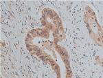 Phospho-SRC (Tyr530) Antibody in Immunohistochemistry (Paraffin) (IHC (P))