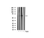 Phospho-SRC (Tyr530) Antibody in Western Blot (WB)