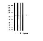 Phospho-SRC (Tyr530) Antibody in Western Blot (WB)