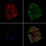 Phospho-SRC (Tyr530) Antibody in Immunocytochemistry (ICC/IF)