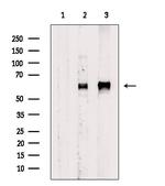 Phospho-SRC (Tyr530) Antibody in Western Blot (WB)