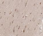 Phospho-Cyclin B1 (Ser126) Antibody in Immunohistochemistry (Paraffin) (IHC (P))