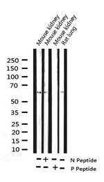 Phospho-Cyclin B1 (Ser147) Antibody in Western Blot (WB)