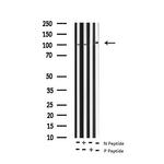 Phospho-B-RAF (Ser446) Antibody in Western Blot (WB)