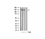 Phospho-Ezrin (Tyr354) Antibody in Western Blot (WB)