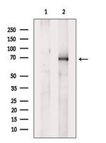 Phospho-Ezrin (Tyr354) Antibody in Western Blot (WB)