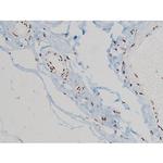 Phospho-Ezrin (Tyr478) Antibody in Immunohistochemistry (Paraffin) (IHC (P))