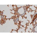 Phospho-Ezrin (Tyr478) Antibody in Immunohistochemistry (Paraffin) (IHC (P))