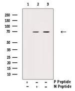 Phospho-Ezrin (Tyr146) Antibody in Western Blot (WB)