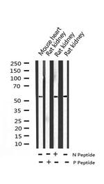 Phospho-ATF2 (Ser112, Ser94) Antibody in Western Blot (WB)