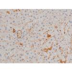 Phospho-ATF2 (Thr71, Thr53) Antibody in Immunohistochemistry (Paraffin) (IHC (P))