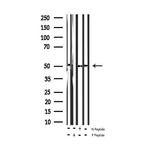 Phospho-ATF2 (Thr73, Thr55) Antibody in Western Blot (WB)