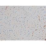 Phospho-CREB (Ser142) Antibody in Immunohistochemistry (Paraffin) (IHC (P))