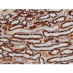 Phospho-CREB (Ser142) Antibody in Immunohistochemistry (Paraffin) (IHC (P))