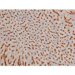 Phospho-CREB (Ser142) Antibody in Immunohistochemistry (Paraffin) (IHC (P))