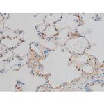 Phospho-CREB (Ser142) Antibody in Immunohistochemistry (Paraffin) (IHC (P))