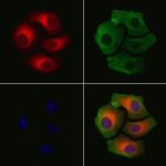 Phospho-Connexin 43 (Ser368) Antibody in Immunocytochemistry (ICC/IF)