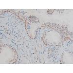 Phospho-Connexin 43 (Ser368) Antibody in Immunohistochemistry (Paraffin) (IHC (P))