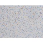 Phospho-Connexin 43 (Ser368) Antibody in Immunohistochemistry (Paraffin) (IHC (P))